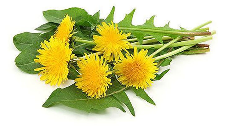 dandelion