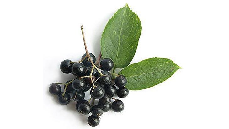 elderberry