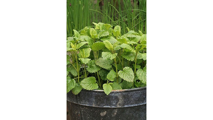 lemonbalm