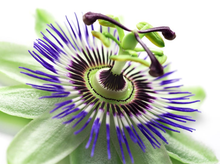 passionflower Herbal medicine is a lovely way to gently encourage relaxation, with no potential for addiction or unwanted side effects.