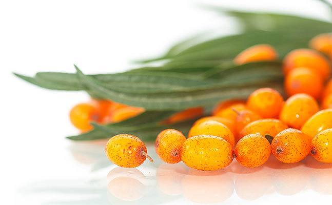 seabuckthorn